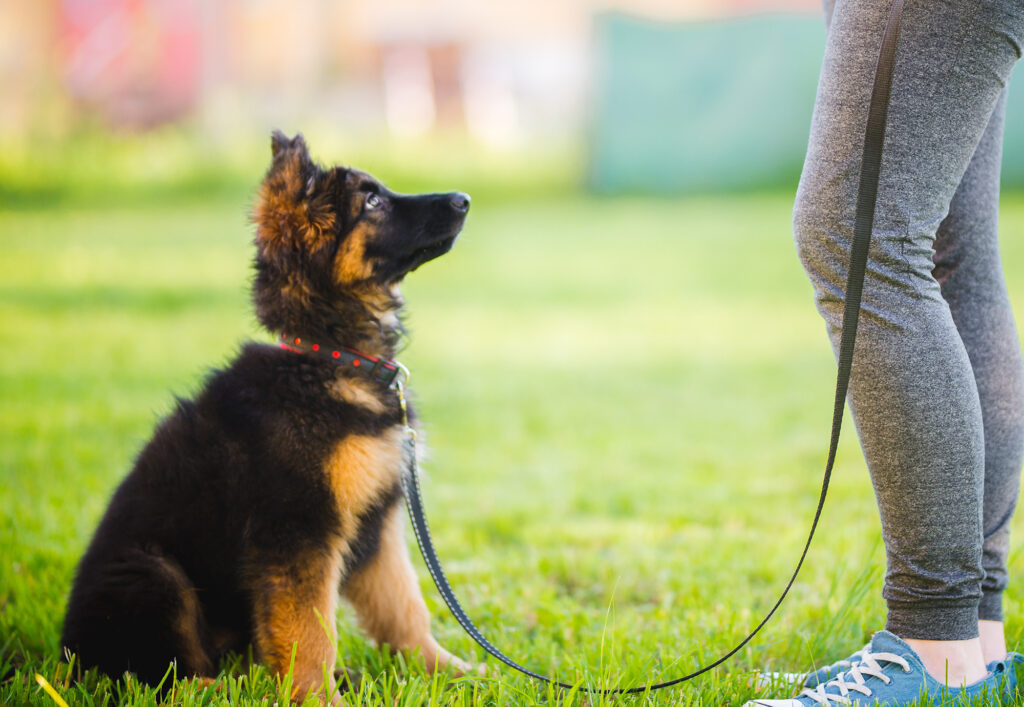 german shepherd puppy during a training session in a puppy schoo